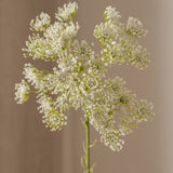 Queen Anne's Lace Flower White