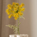 Queen Anne's Lace Flower Yellow