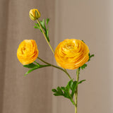 Ranunculus Flower Orange