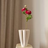 Ranunculus Flower Pink