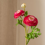 Ranunculus Flower Pink
