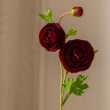 Ranunculus Flower Red