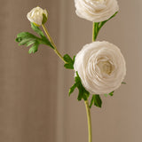 Ranunculus Flower White