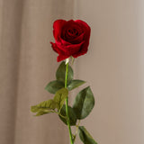 Rose Flower Red