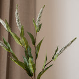 Salvia Grass