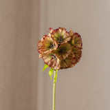 Scabiosa Seed Pod Flower Brown