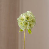 Scabiosa Seed Pod Flower Green