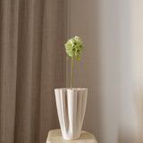 Scabiosa Seed Pod Flower Green