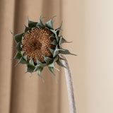 Dried Sunflower Brown