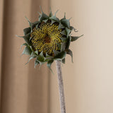 Dried Sunflower Green