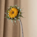 Dried Sunflower Yellow