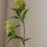 Skimmia Berry Branch Green