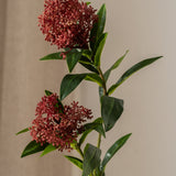 Skimmia Berry Branch Red