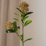 Skimmia Berry Branch Red Green