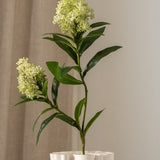 Skimmia Berry Branch White Green
