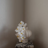 Orchid Flower White