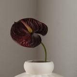 Anthurium Flower Burgundy