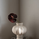 Anthurium Flower Burgundy
