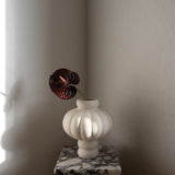 Anthurium Flower Burgundy