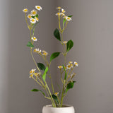 Chamomile Daisy Flower White