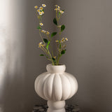 Chamomile Daisy Flower White
