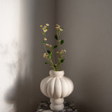 Chamomile Daisy Flower White