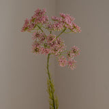 Queen Anne's Lace Flower Pink