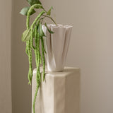 Amaranthus Green