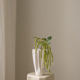 Amaranthus Green