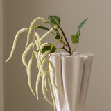 Amaranthus White