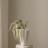 Amaranthus White