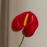 Anthurium Flower Red-Yellow