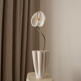 Anthurium Flower White