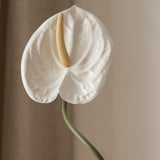 Anthurium Flower White