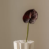 Anthurium Burgundy Small