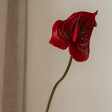 Anthurium Flower Red
