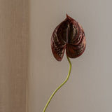 Anthurium Burgundy