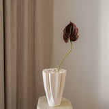 Anthurium Burgundy