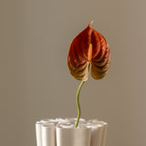 Anthurium Orange