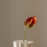 Anthurium Orange