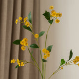 Chamomile Daisy Flower Yellow
