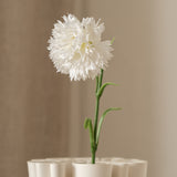 Carnation Flower