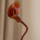 Calla Lily Flower Brown
