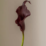 Calla Lily Purple