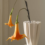 Datura Stramonium Orange