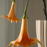 Datura Stramonium Orange