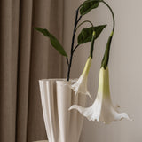 Datura Stramonium Flower White