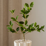 Ficus Branch