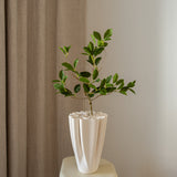 Ficus Branch