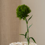 Dianthus Flower ("Green Trick") Green
